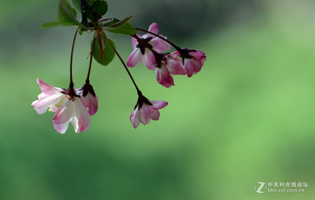贺《我镜头下最美的花》评选活动——圆满落幕