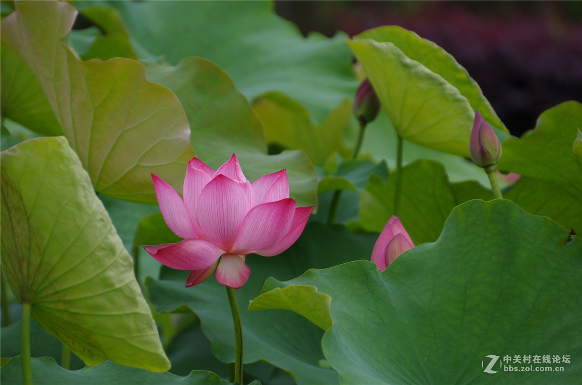 几张荷花，随手拍拍，附小橘子两张