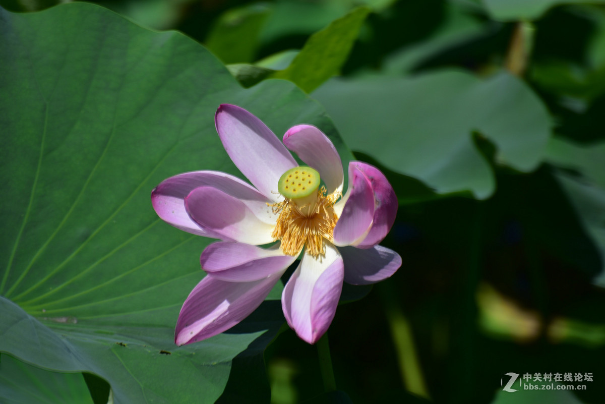 为什么同样的镜头在全幅机身上跑焦？