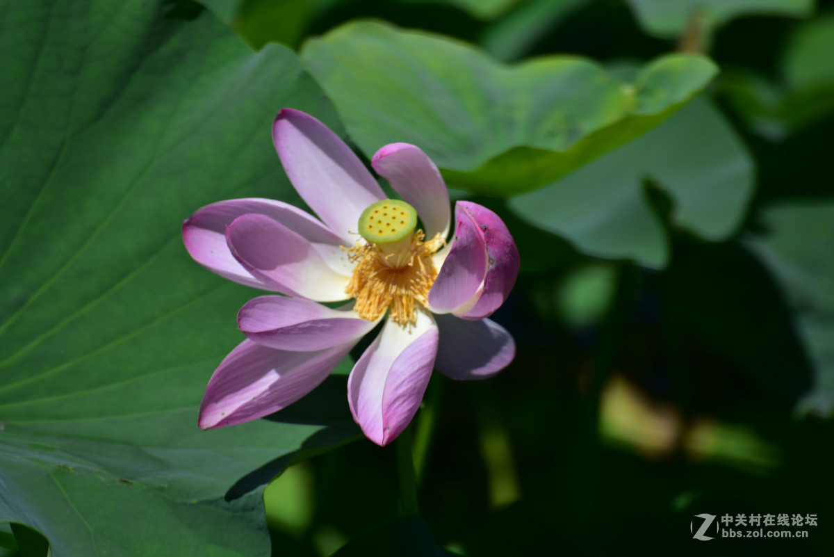 为什么同样的镜头在全幅机身上跑焦？