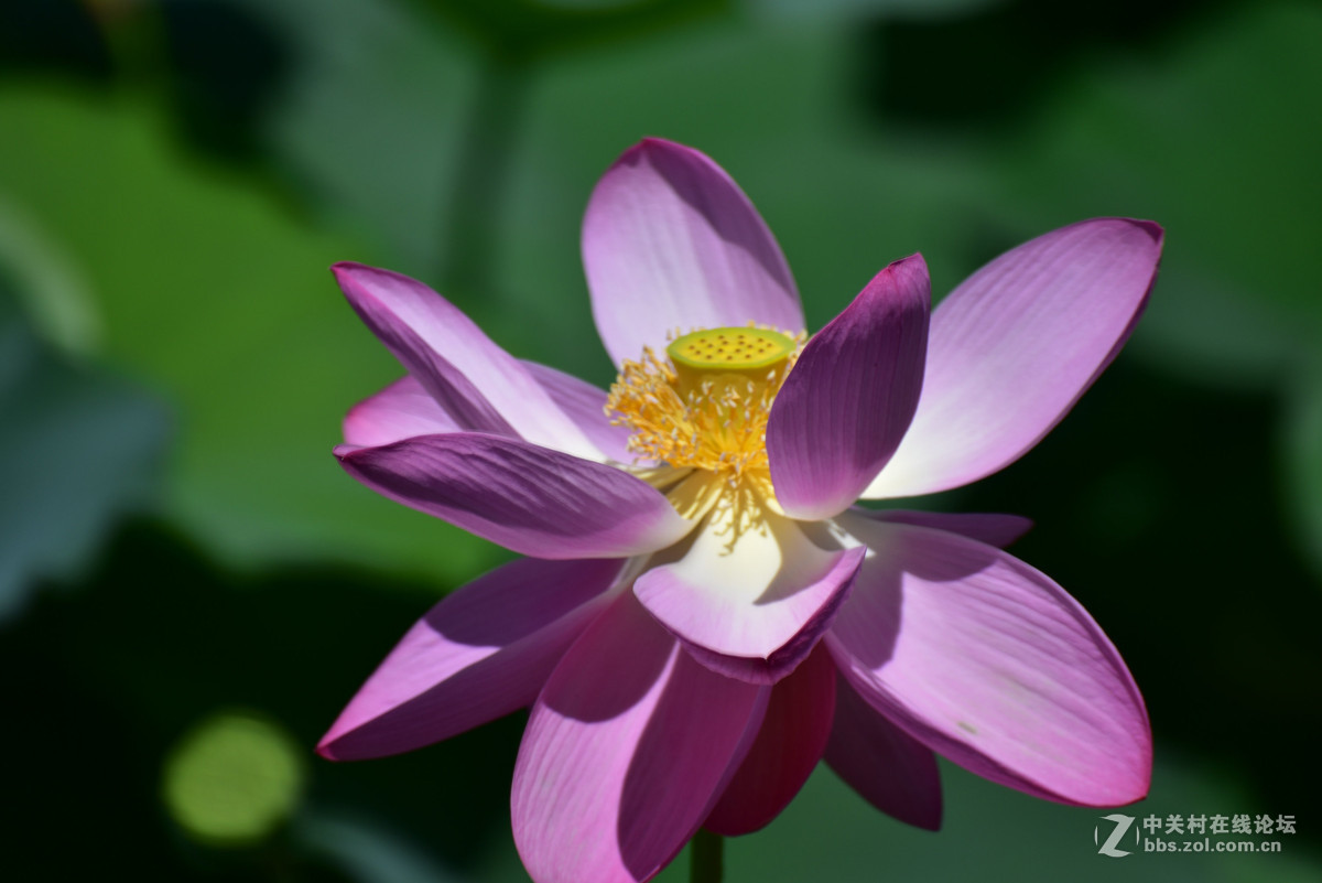 为什么同样的镜头在全幅机身上跑焦？