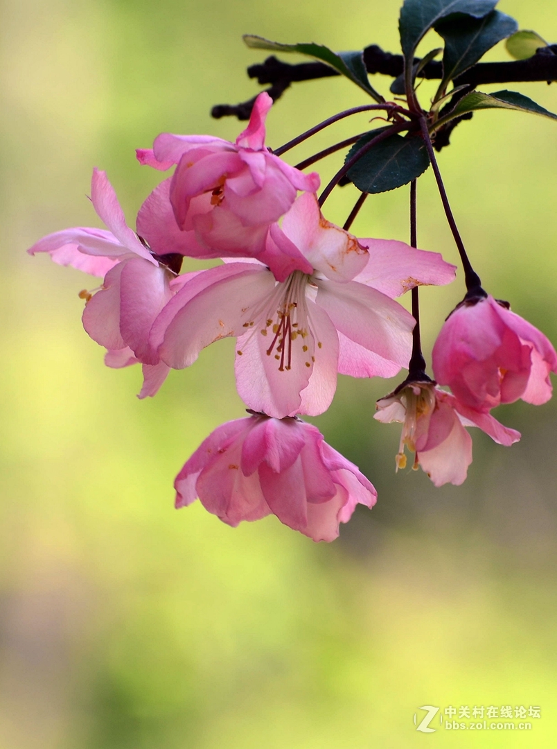 贺《我镜头下最美的花》评选活动——圆满落幕