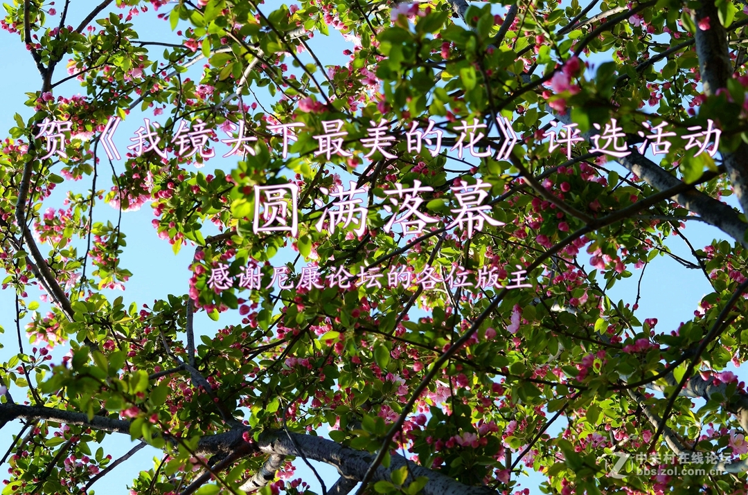贺《我镜头下最美的花》评选活动——圆满落幕