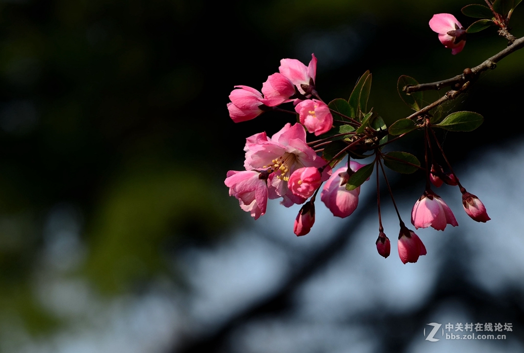 贺《我镜头下最美的花》评选活动——圆满落幕