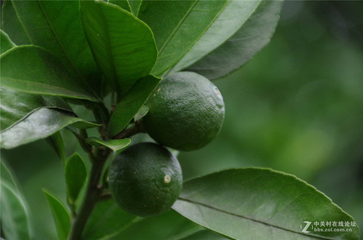 几张荷花，随手拍拍，附小橘子两张