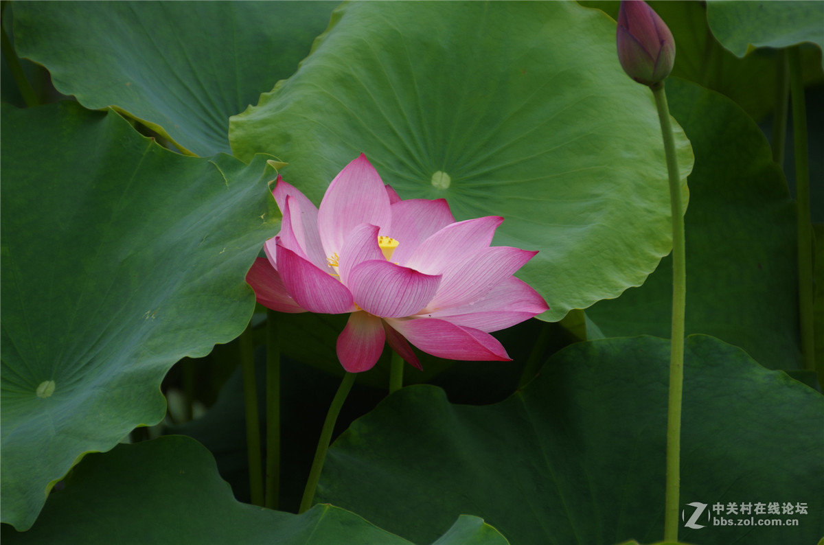 几张荷花，随手拍拍，附小橘子两张