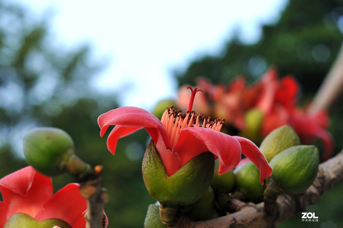 （英雄花）致最美的逆行者凯旋而归！