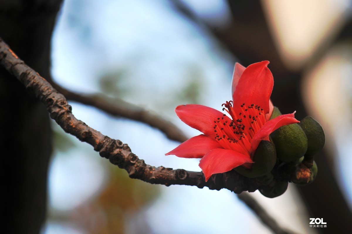 （英雄花）致最美的逆行者凯旋而归！