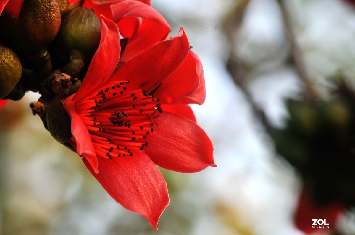 （英雄花）致最美的逆行者凯旋而归！