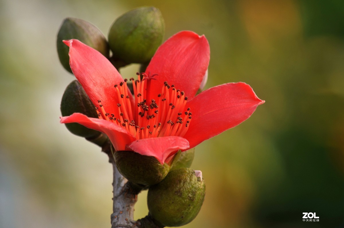 （英雄花）致最美的逆行者凯旋而归！