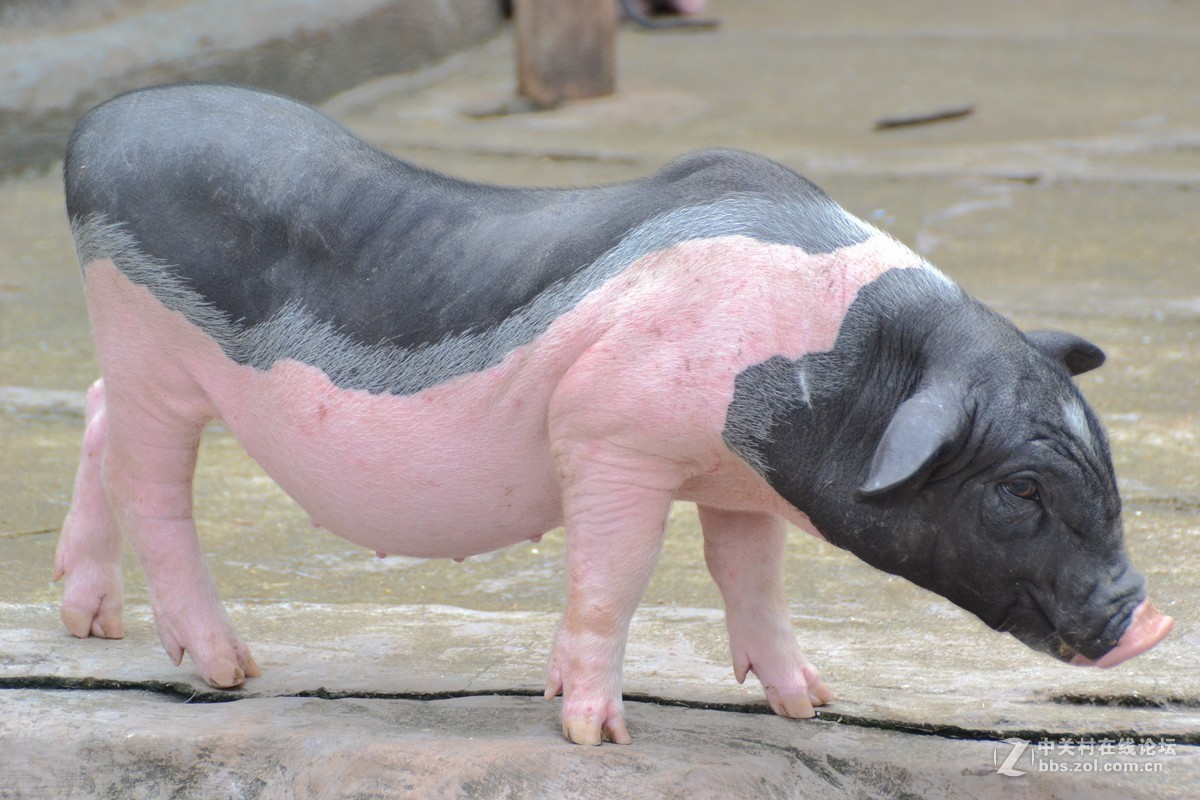 世界八大名猪之一：重庆荣昌猪，至今已有400多年历史 - 知乎