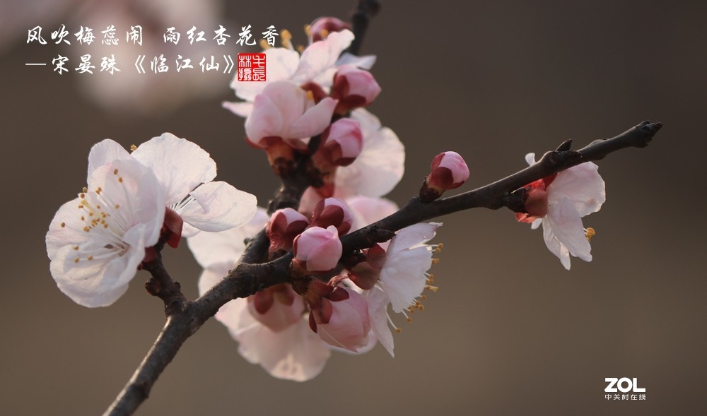 雨红杏花香