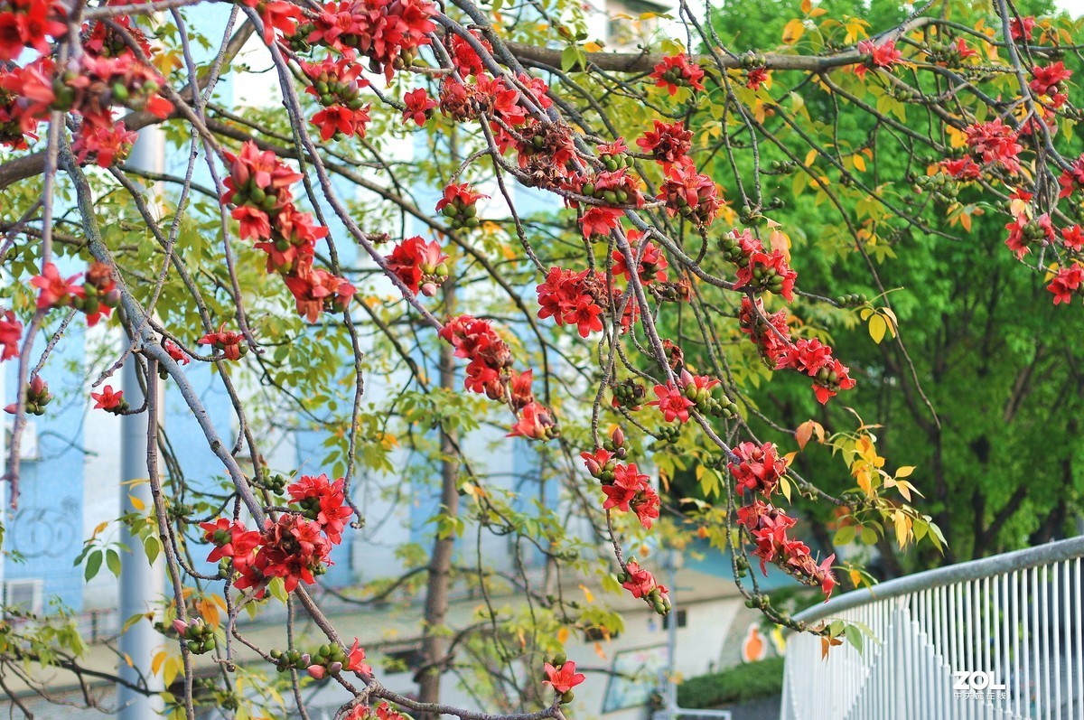 （英雄花）致最美的逆行者凯旋而归！