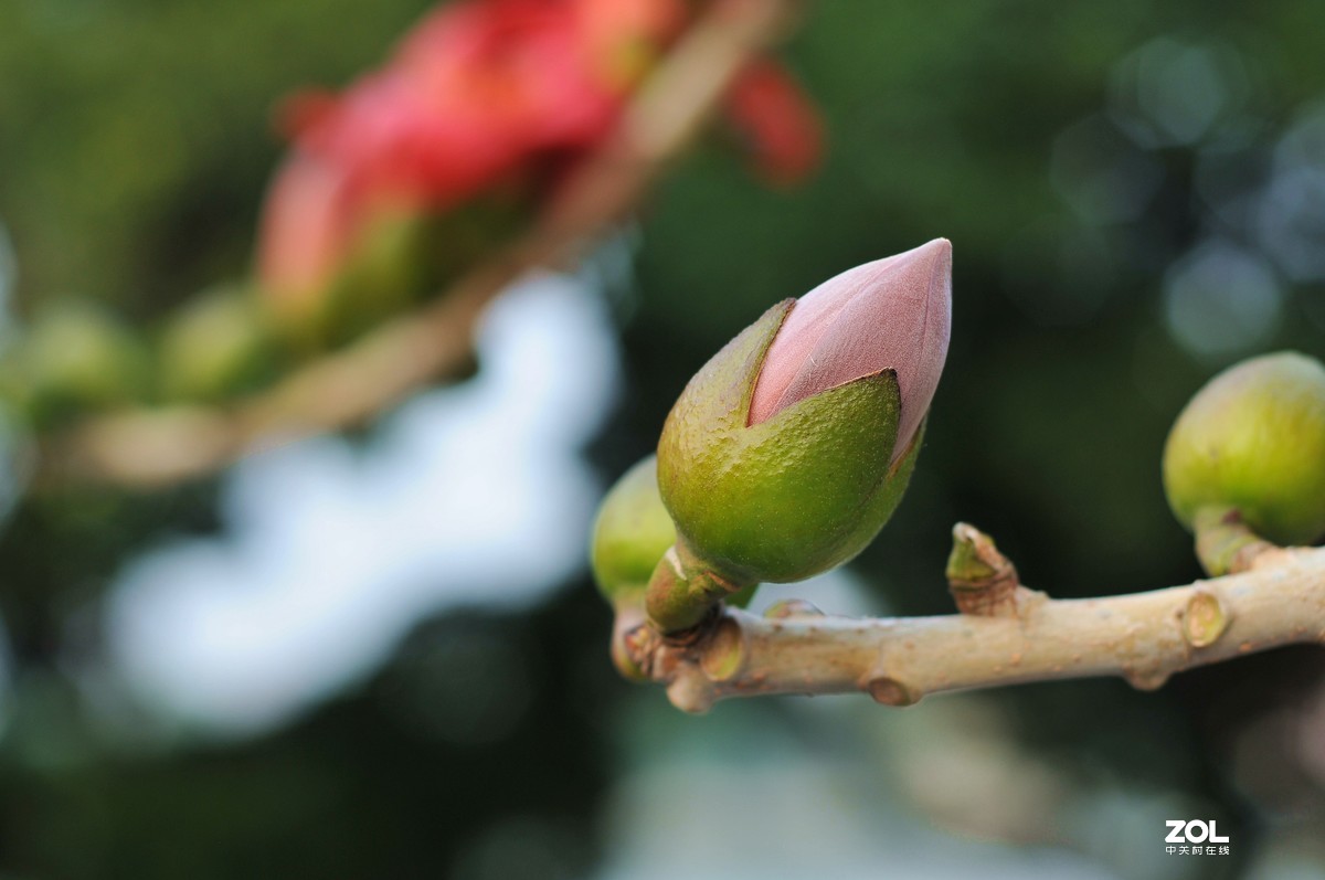 （英雄花）致最美的逆行者凯旋而归！