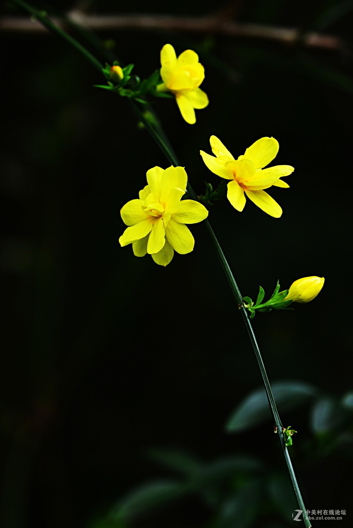 迎春花正豔正是濃春時