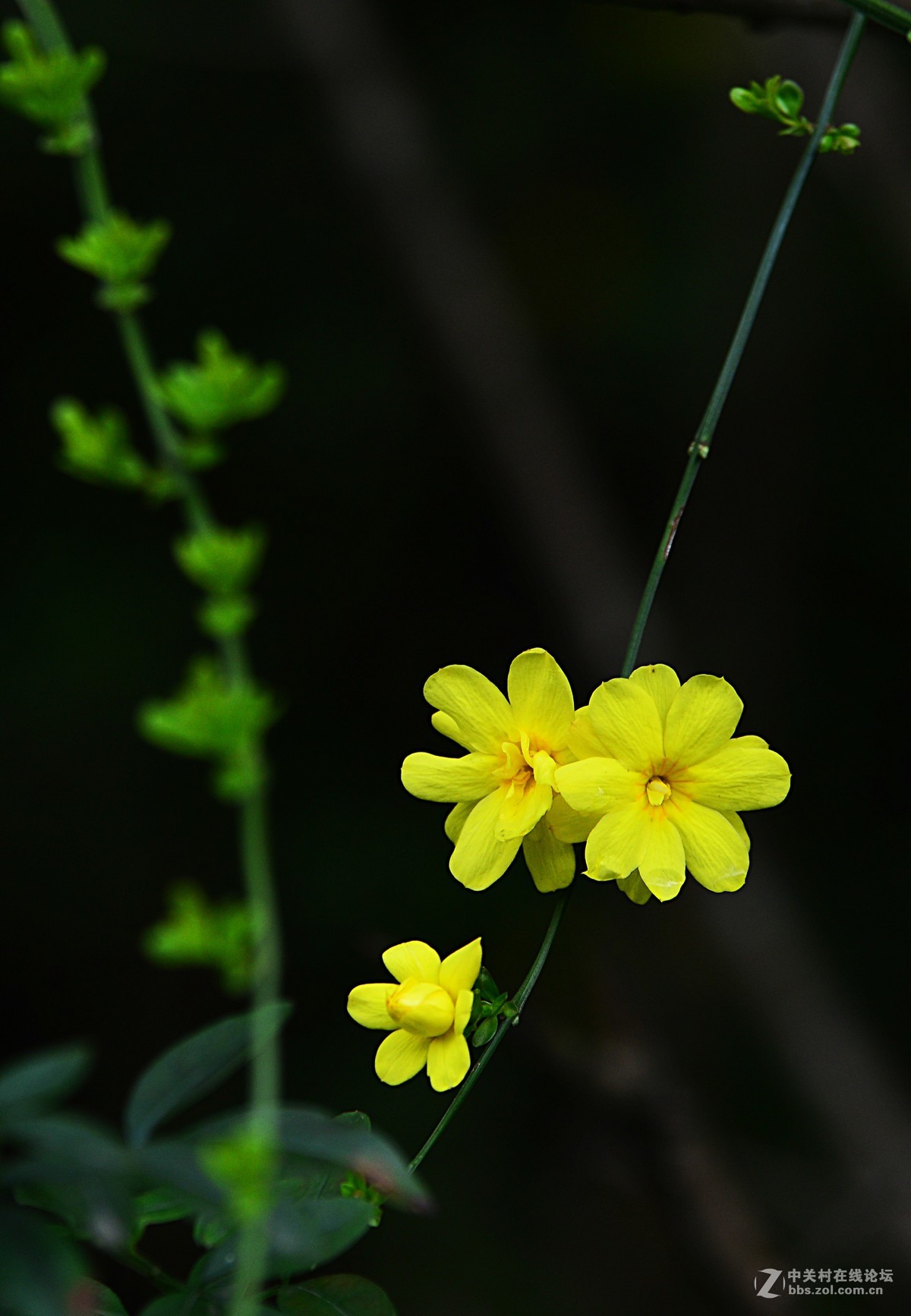 迎春花正艳,正是浓春时!-中关村在线摄影论坛