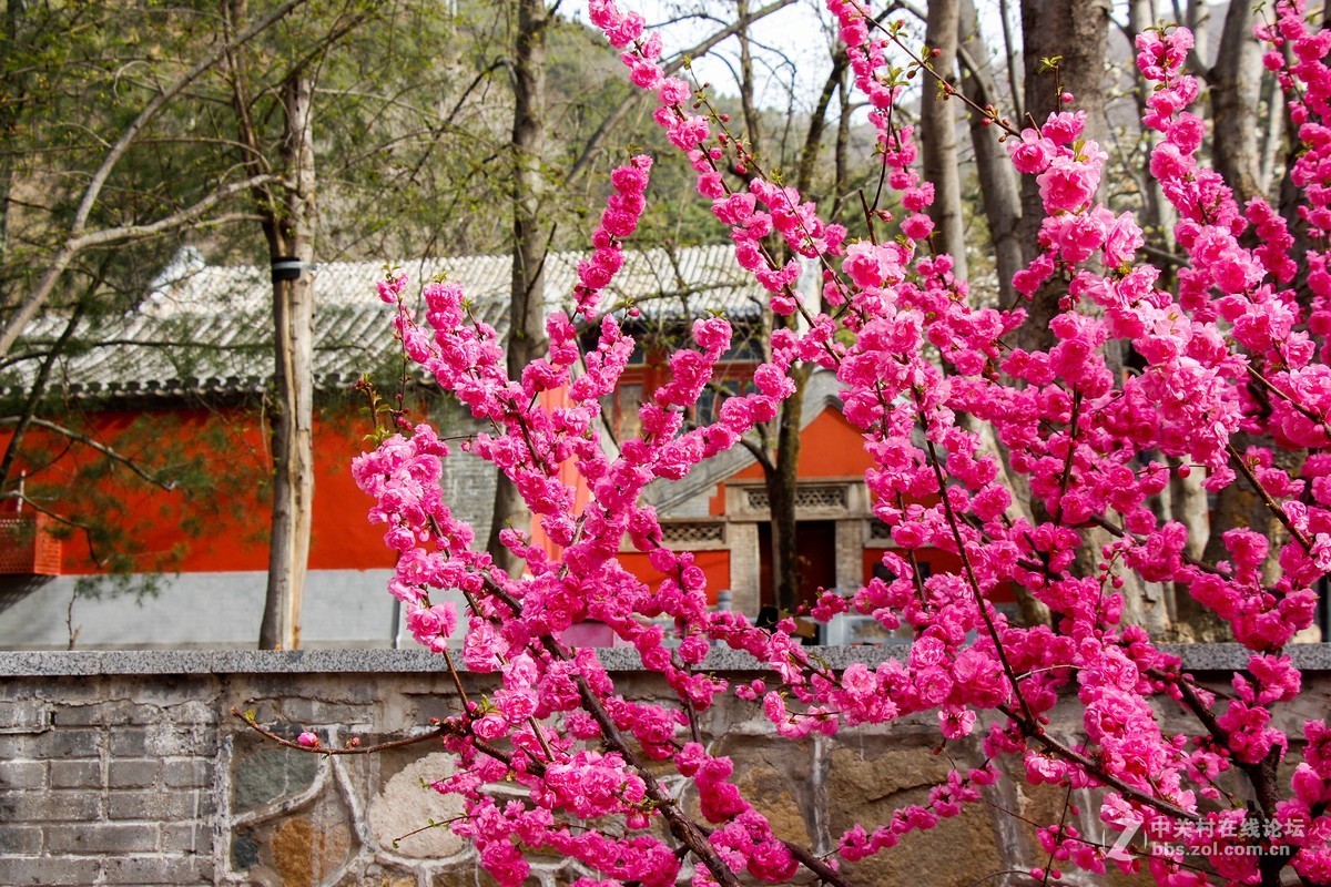 #正是一年最美时# 春游潭柘寺之三