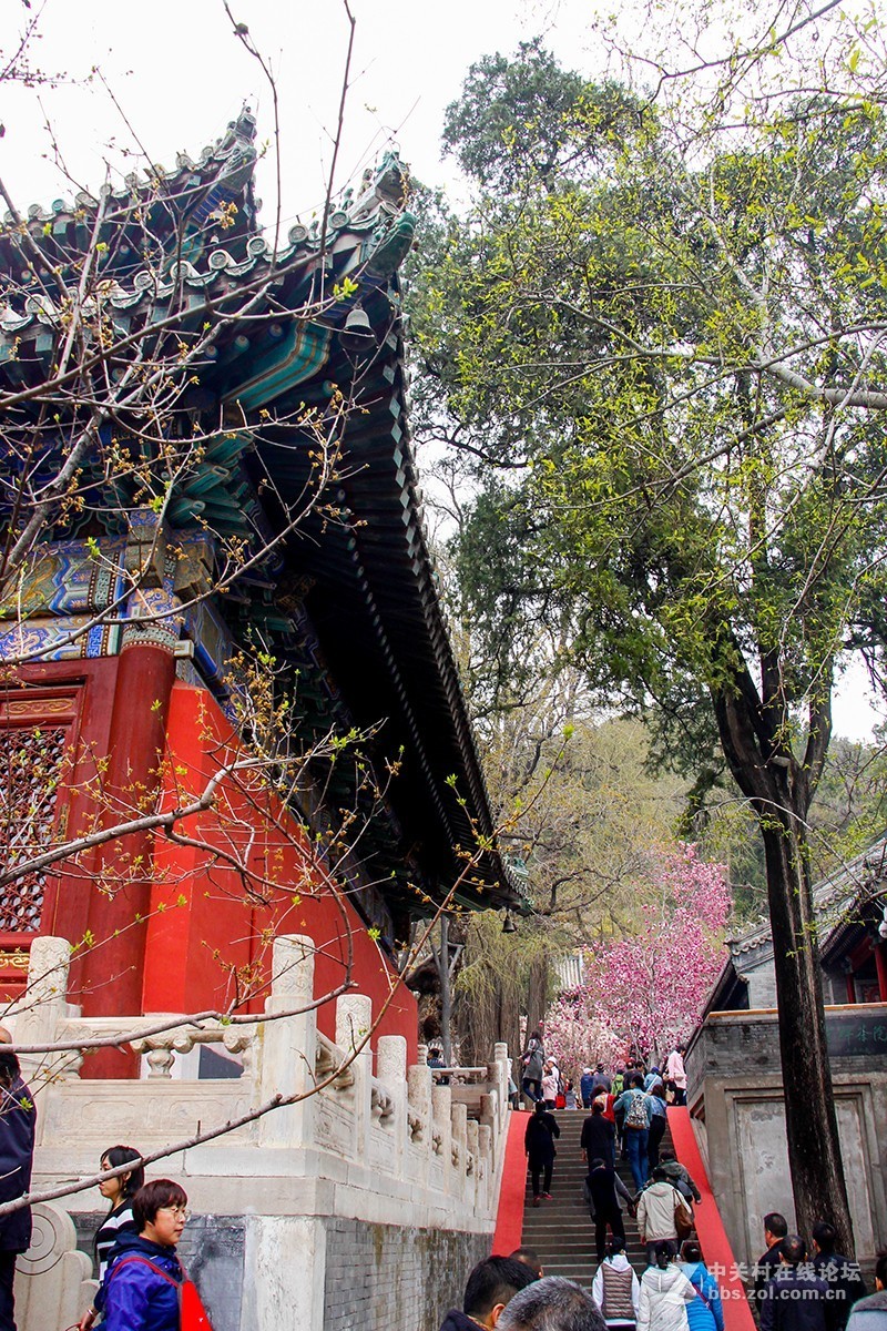 #正是一年最美时# 春游潭柘寺之三