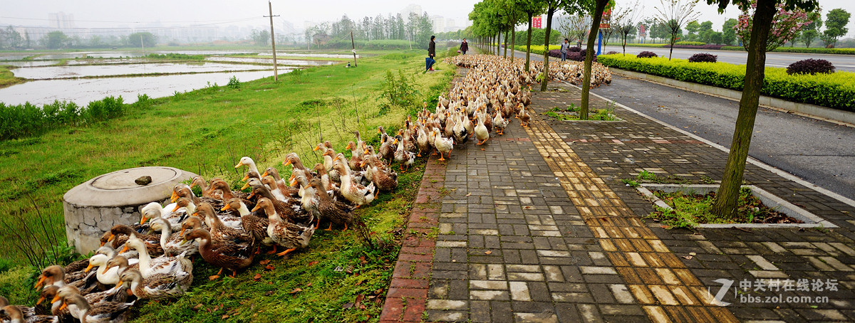 浩浩荡荡的南下大军