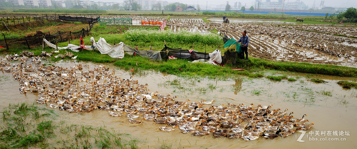 浩浩荡荡的南下大军