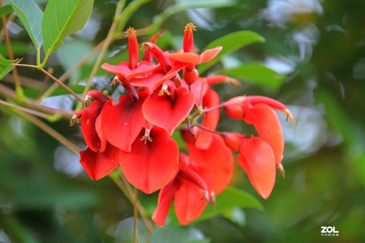 雞冠刺桐花五