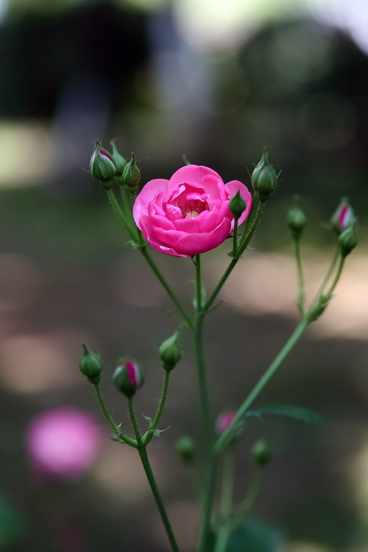 南昌滨江月季园