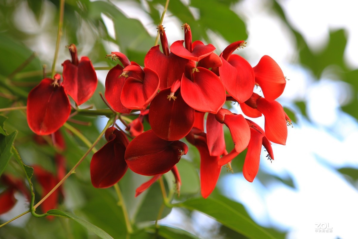 鸡冠刺桐花五