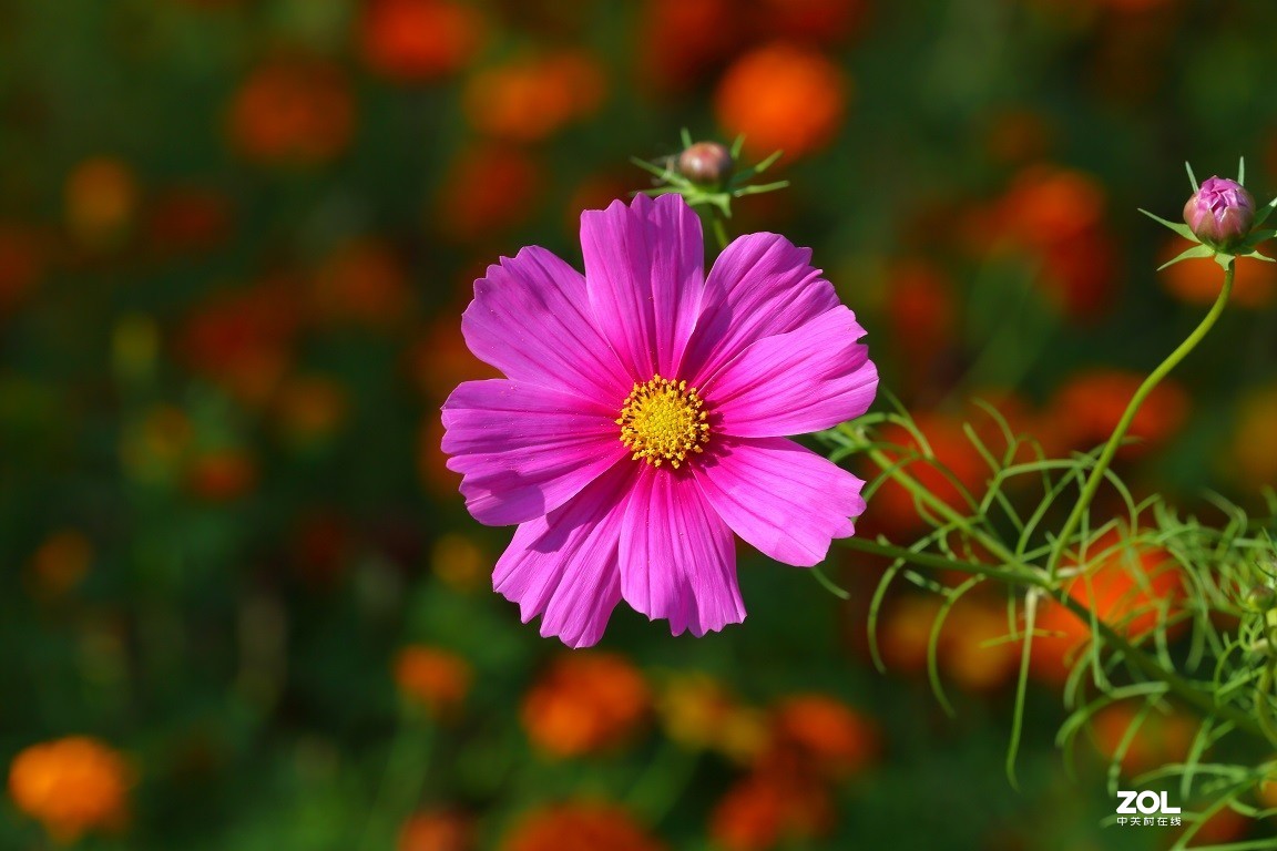金鸡菊
