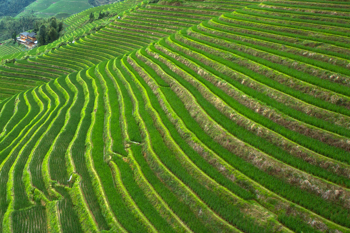 绿色的梯田