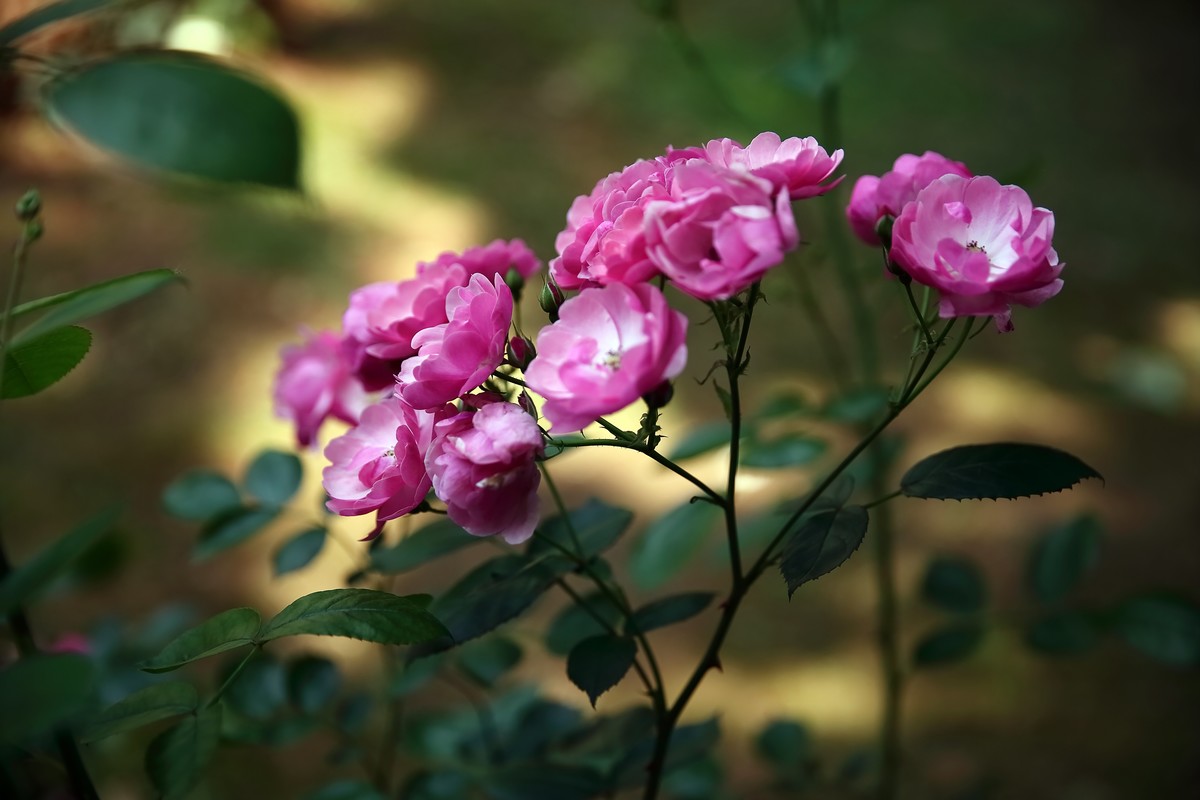 南昌滨江月季园