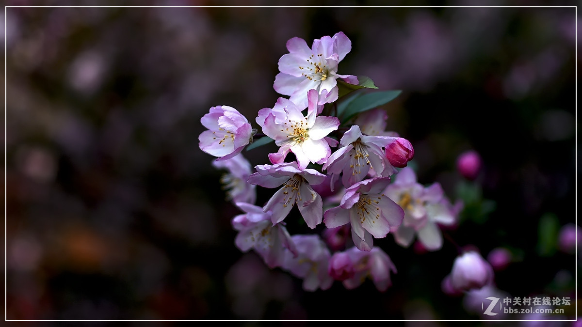 #尼康花卉作品赏析#【试拍垂丝海棠】 （老阿推荐）