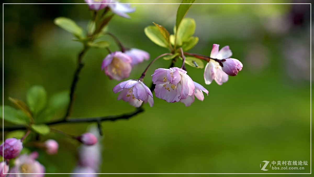 #尼康花卉作品赏析#【试拍垂丝海棠】 （老阿推荐）