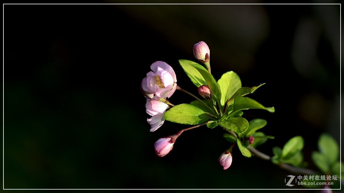 #尼康花卉作品赏析#【试拍垂丝海棠】 （老阿推荐）