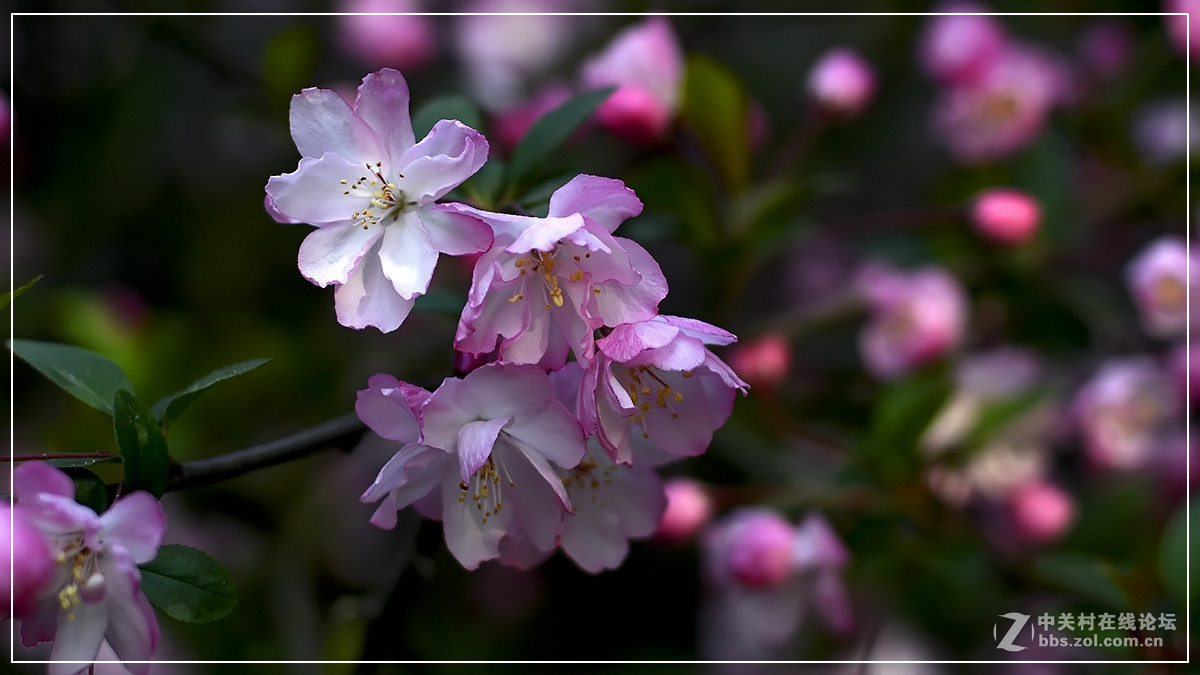 #尼康花卉作品赏析#【试拍垂丝海棠】 （老阿推荐）