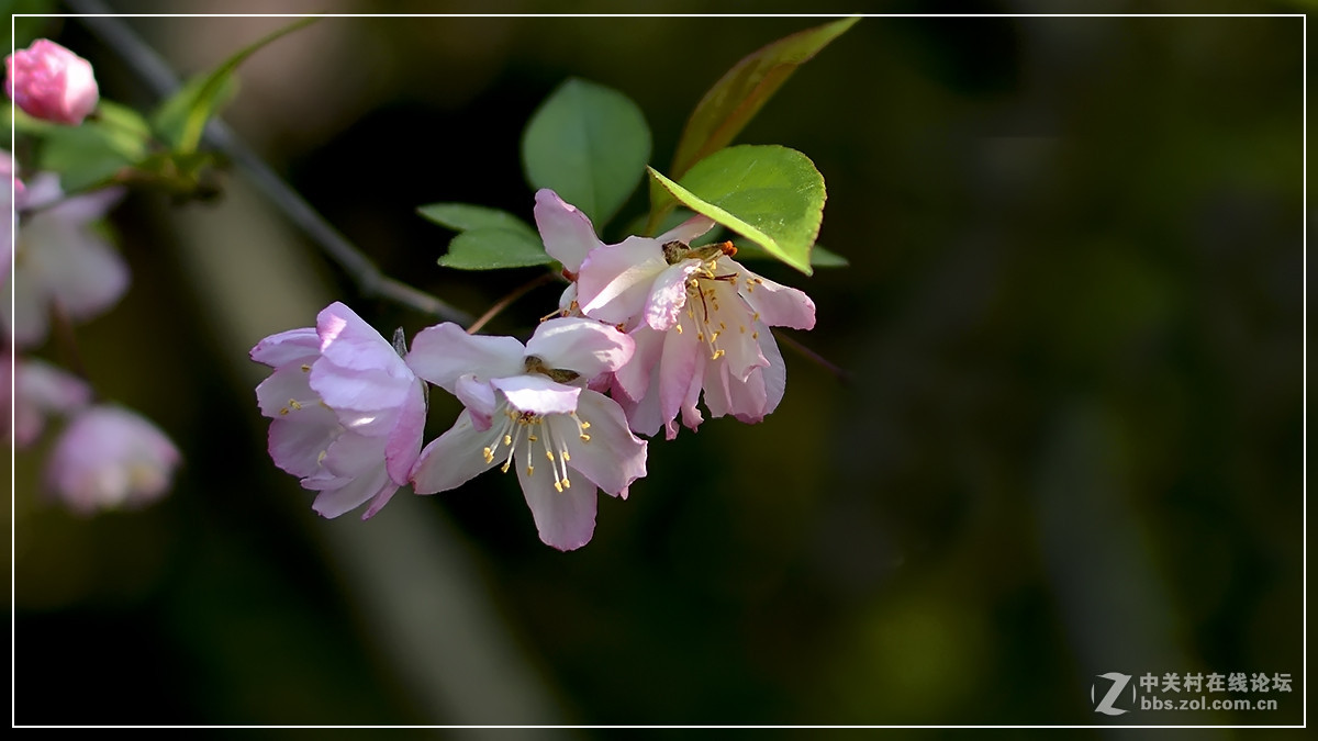 #尼康花卉作品赏析#【试拍垂丝海棠】 （老阿推荐）