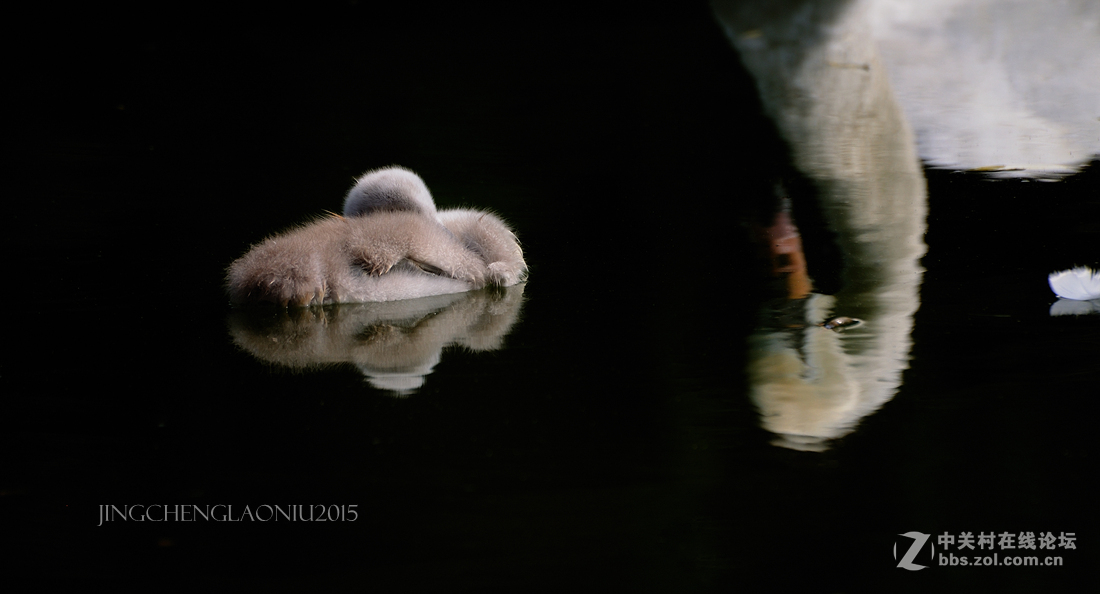 动物园里的动物们(06.17)