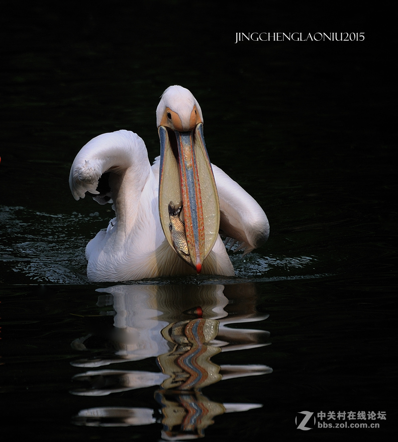 动物园里的动物们(06.17)