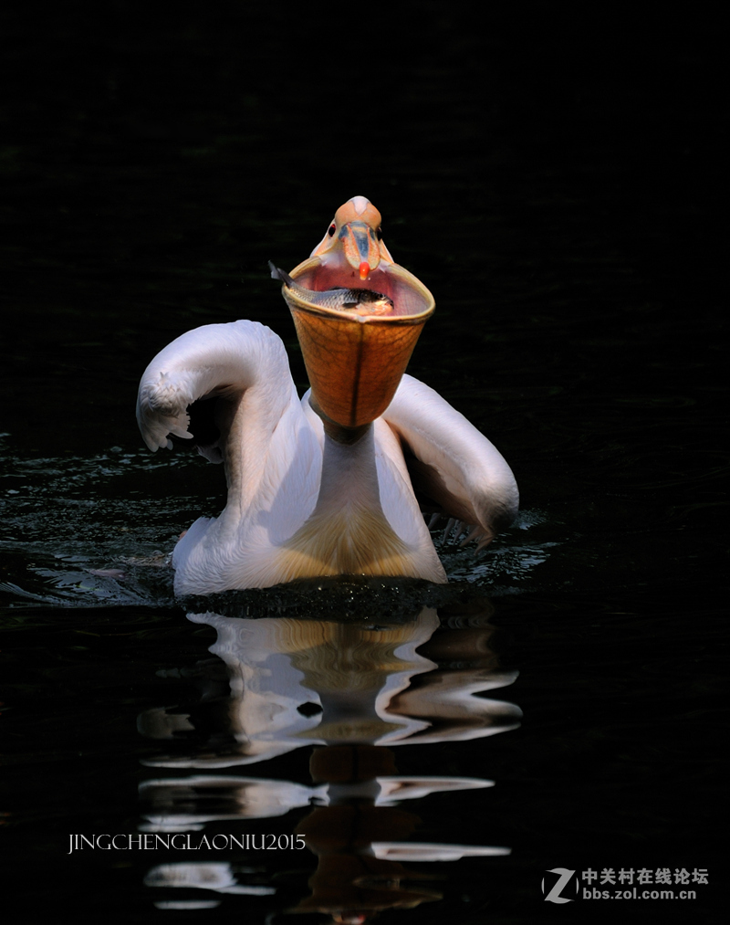 动物园里的动物们(06.17)