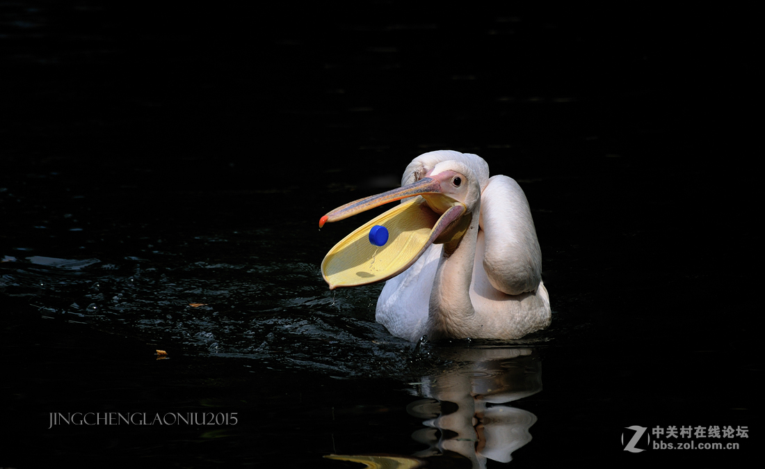 动物园里的动物们(06.17)