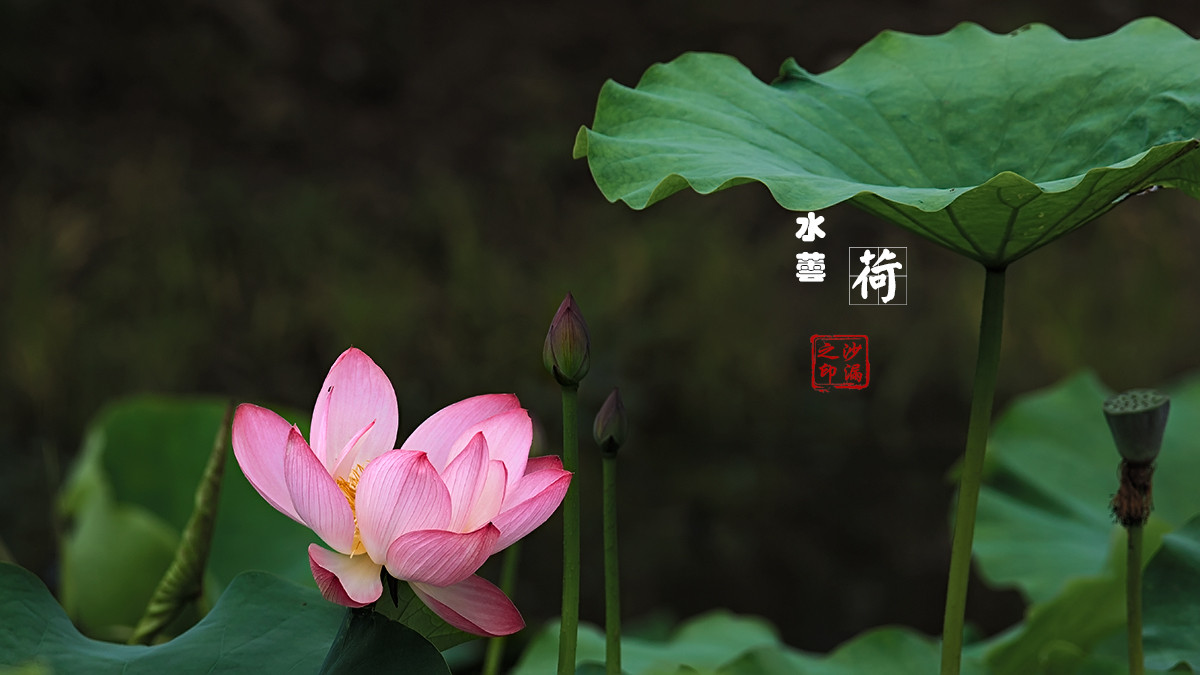 荷