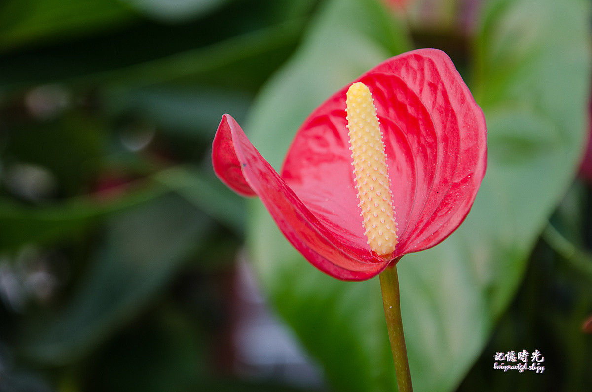 红掌凤梨马蹄莲