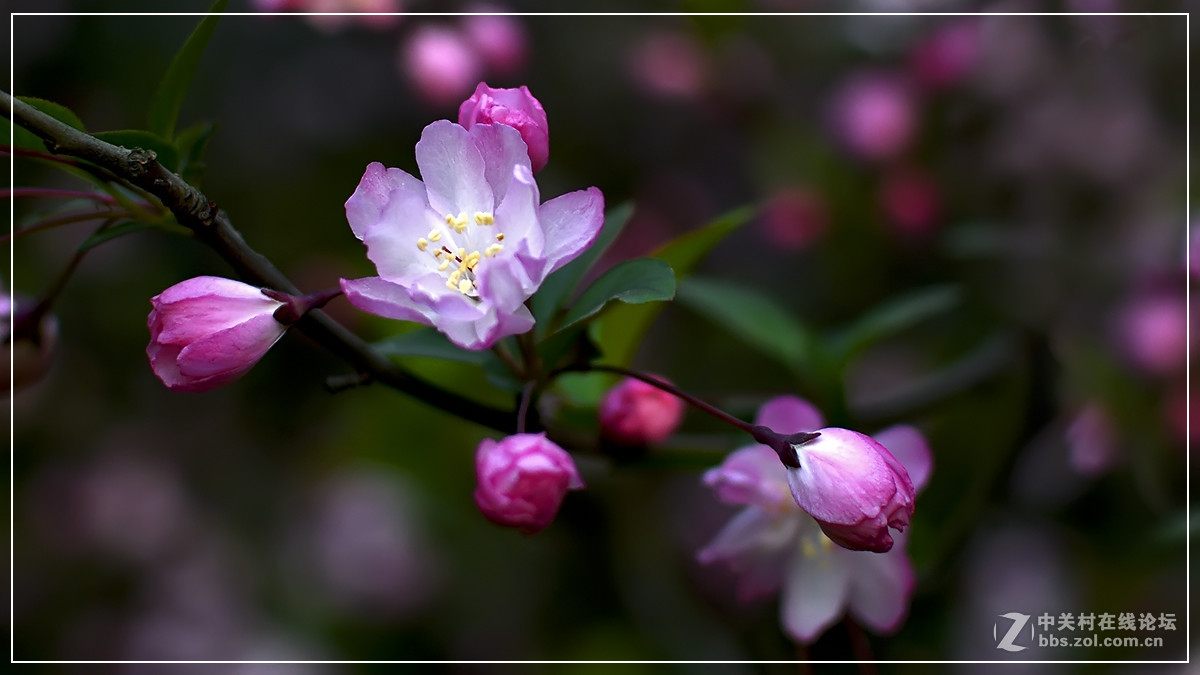 #尼康花卉作品赏析#【试拍垂丝海棠】 （老阿推荐）