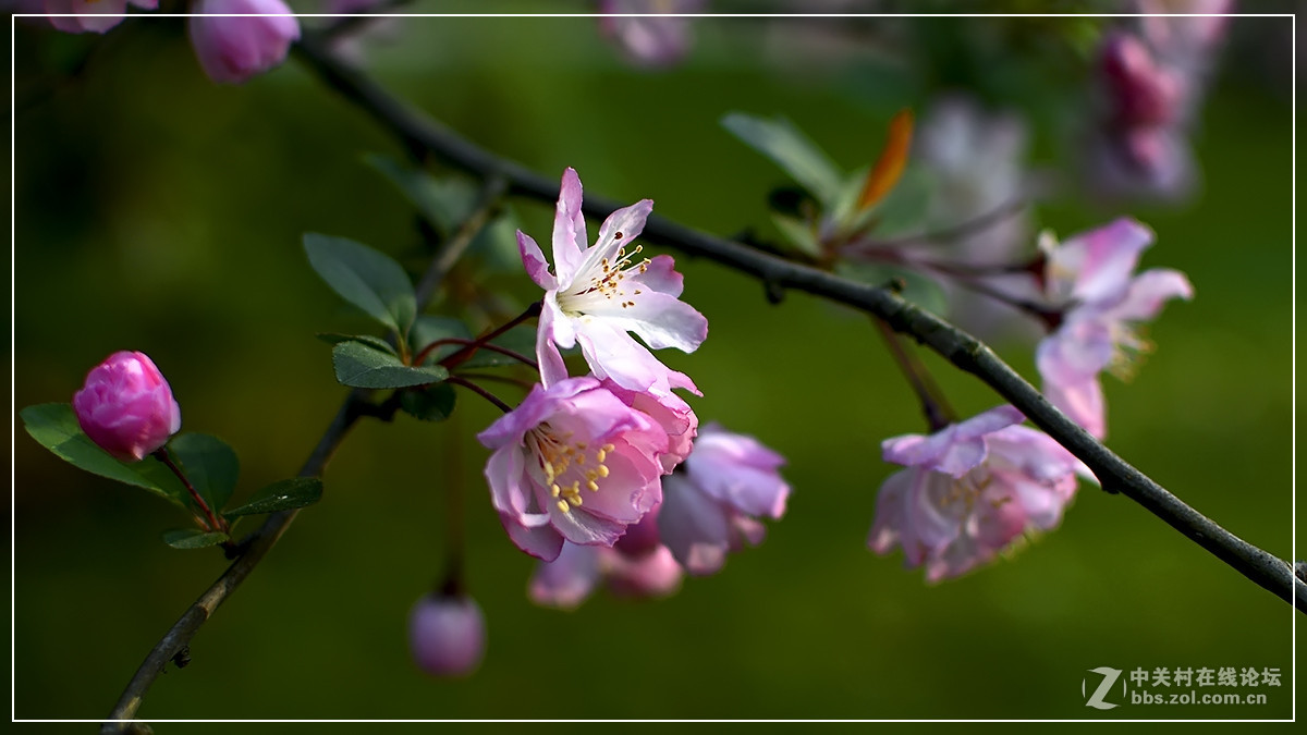 #尼康花卉作品赏析#【试拍垂丝海棠】 （老阿推荐）