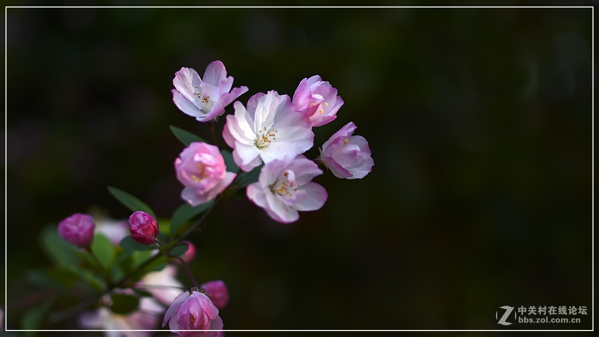 #尼康花卉作品赏析#【试拍垂丝海棠】 （老阿推荐）