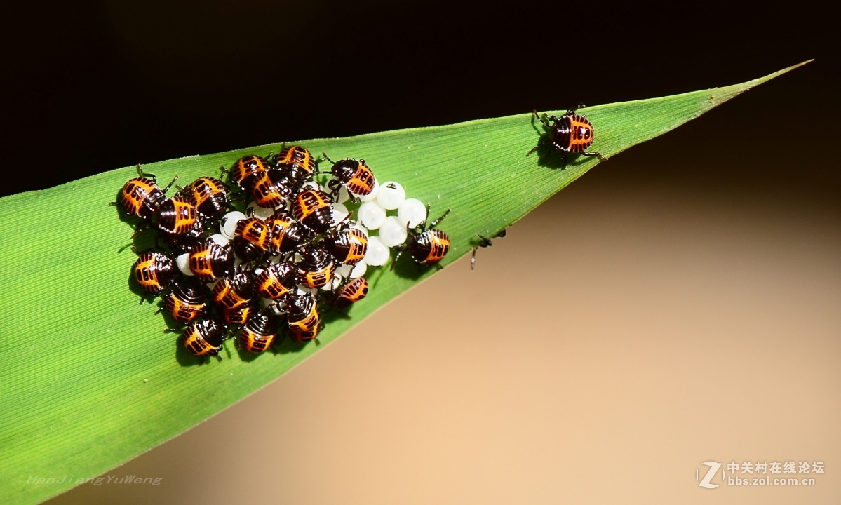 竹叶上的椿象若虫