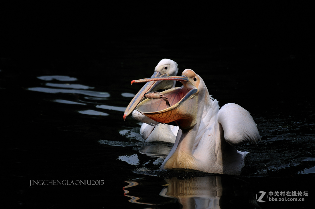 动物园里的动物们(06.17)