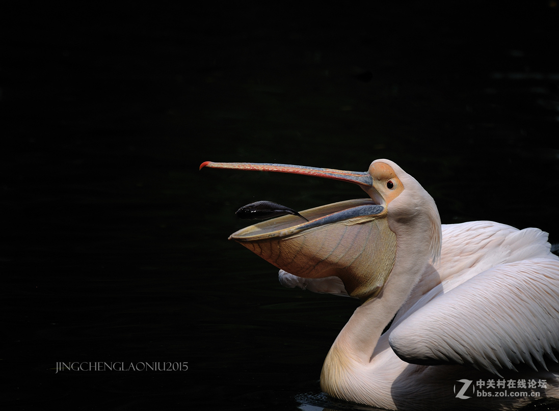 动物园里的动物们(06.17)