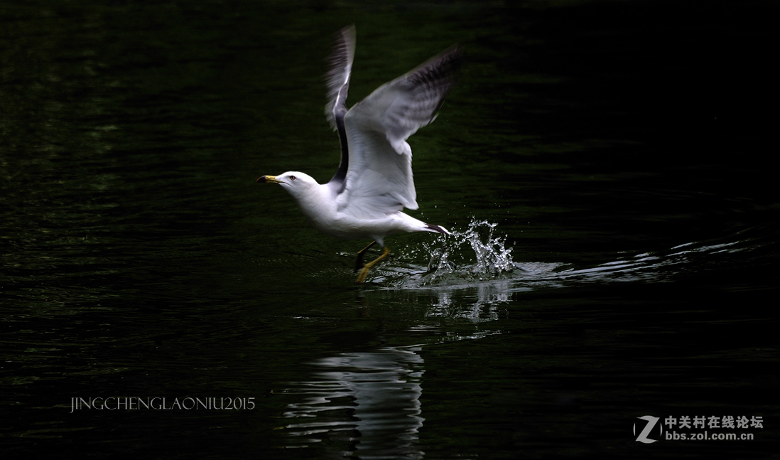 动物园里的动物们(06.17)