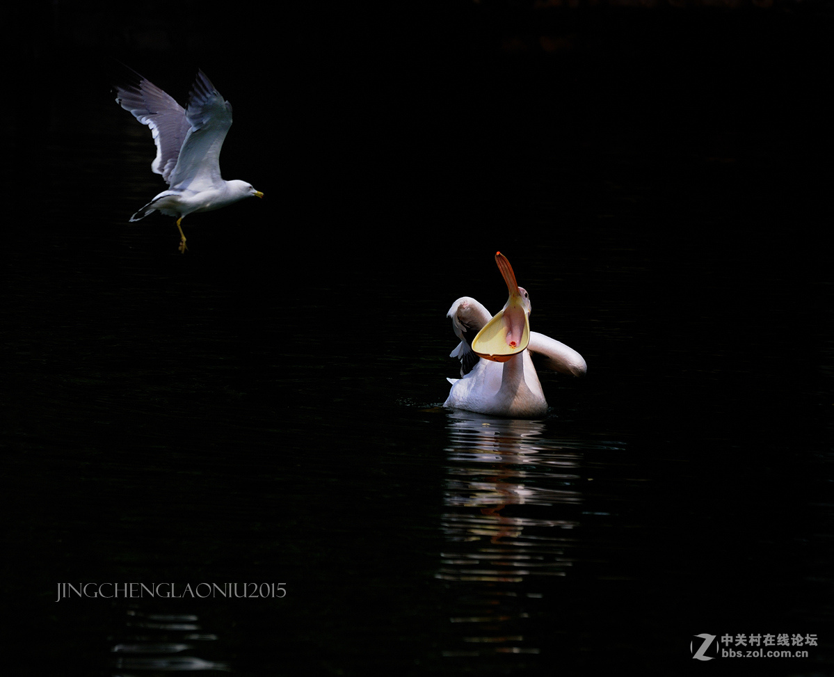 动物园里的动物们(06.17)