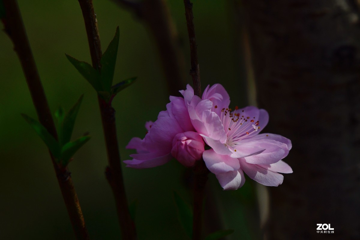 桃花